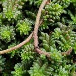 Sedum sexangulare Cortiza