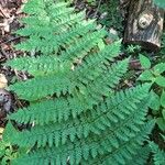 Dryopteris intermedia Hoja