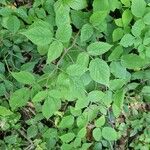 Rubus nigricans Leaf