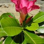 Adenium obesumΛουλούδι