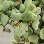 Portulacaria pygmaea