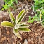 Kalanchoe citrina पत्ता