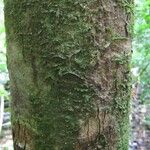 Dacryodes cuspidata 树皮