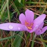 Colchicum autumnale Blüte