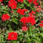 Verbena peruviana Leaf