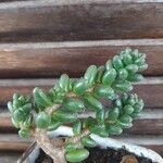 Sedum furfuraceum Leaf