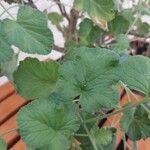Pelargonium echinatum Hoja