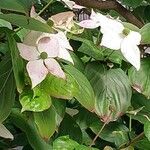 Cornus kousa Blüte