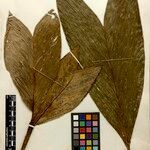 Bactris hirta Flors