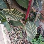 Sanchezia oblonga Leaf