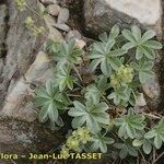 Alchemilla amphisericea Blad