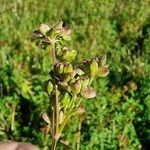 Dichoropetalum carvifolia Gyümölcs