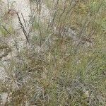 Agrostis foliata