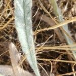 Convolvulus cephalopodus Leaf