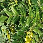 Berberis japonica Leaf