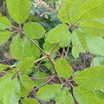 Vitex madiensis Folha