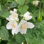 Philadelphus pubescens 叶