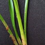 Cyperus luzulae خشب