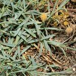 Dianthus crinitus Leaf