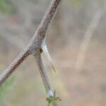 Prosopis pubescens Кора