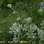 Potentilla valderia Habit