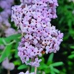 Buddleja alternifolia Blüte