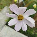 Cosmos bipinnatusFlower