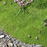 Silene acaulis পাতা