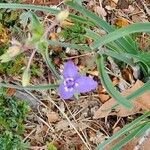 Tradescantia occidentalis Květ