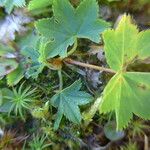 Alchemilla glabra Liść