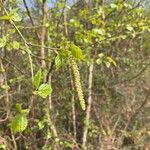 Betula pubescensFolha