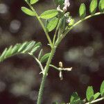 Astragalus pelecinus Sonstige