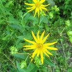 Silphium asteriscus Flower