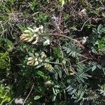 Astragalus australis Floare