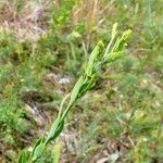 Linaria genistifolia Çiçek