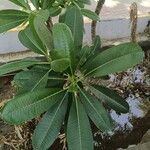 Plumeria obtusa Ліст