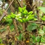 Vangueria madagascariensis Blüte