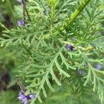 Lavandula canariensis Levél