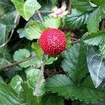 Fragaria vescaFruit