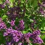 Syringa josikaea Flower