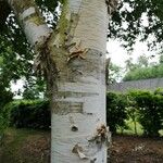 Betula ermanii Corteccia