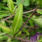 Stokesia laevis Leaf