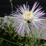 Volutaria muricata Flower