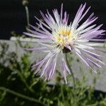 Volutaria muricata Fiore