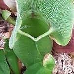 Nepenthes ampullaria ഇല