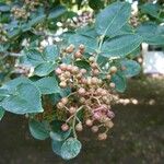 Zanthoxylum americanum Плод