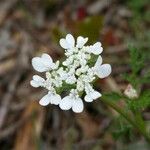 Caucalis platycarpos Fula