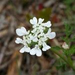 Caucalis platycarpos Blüte