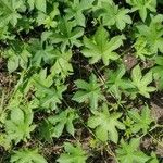 Humulus scandens Листок