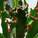 Euphorbia candelabrum Flor